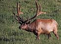 098 wapiti hert